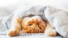 4 Причини зошто мачката се крие под ќебе