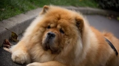 4 Проблеми во образованието на чуу чоу, кои нема да можат да ги елиминираат