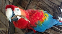 5 Интересни факти за папагалите на ара