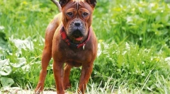 5 Невообичаени раси на кучиња од кина, кои активно се здобиваат со популарност