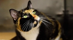 5 Шокантни експерименти на животните