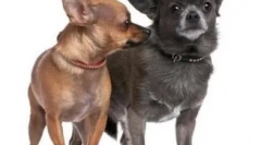 6 Интересни факти за чихуахуа