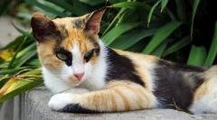 6 Интересни факти за триколор мачки