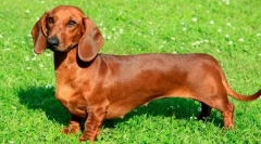 6 Знаци дека dachshunds се далеку од симпатична и безопасна симпатии
