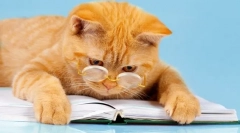 6 Забавни книги за авантурите на мачки: е загарантирано добро расположение