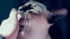 7 Не-очигледни причини зошто мачката упорно ја лиже раката