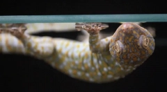 7 Неверојатни животински способности