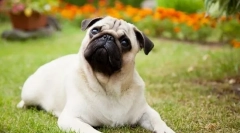 8 Раси на кучиња кои брзо стануваат фатални