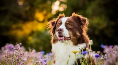 8 Раси на кучиња кои лесно носат топлина