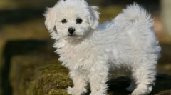 8 Раси на кучиња кои не даваат непријатности дури и во мал стан