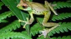 9 Нови видови на животни пронајдени во областа голема меконг