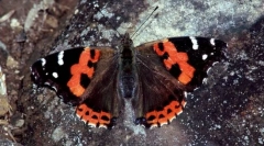 Адмирал црвен кадар