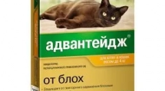 Предвидување за мачки - капки од болви и вошки