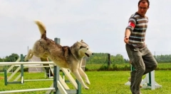 Aidtiliti за кучиња: игра за која е наградата