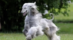 Авганистан