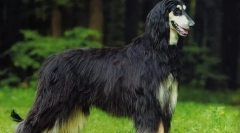 Авганистан борзаја (фото): вистински долг коса аристократ