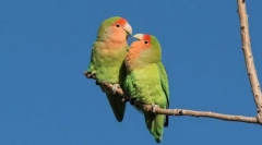 Африкански катастрофи