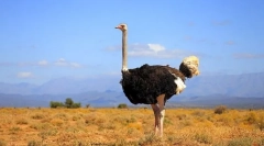 Африкански ној