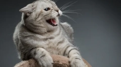 Кат агресија: причини за изглед, симптоми и решавање на проблемот