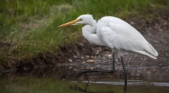 Осуно-облик. Одвојување на птици