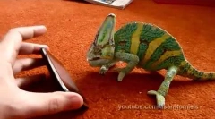 Iphone и chameleon