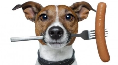 Акана храна за кучиња: осврти и детален состав на хранливи материи на holistic class