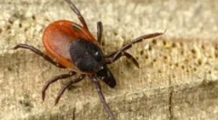 Акарицидни препарати и постапка за обработка од крлежи