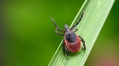 Акарологија