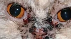 Акни во мачки: идентификација, дијагноза и третман