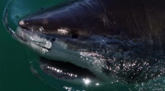 Алигатор на акула