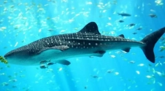 Ајкула кито