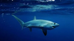 Ајкула лисица