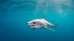 Ајкула мако