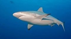 Ајкула греј рефева