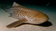 Акула зебра