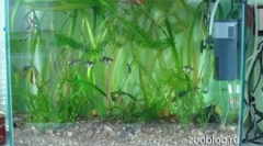 Аквариум го прави тоа сами
