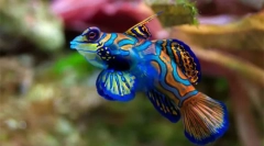 Аквариум риба (слика и наслов): изберете милениче