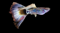 Аквариум риба guppi (слика): прскања на светли бои во зелените дебели алги