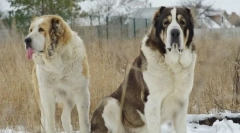 Алабаи (централен азиски овчар)