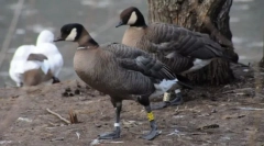 Алеутиски канадски казарка