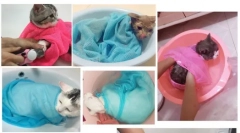 Aliexpress.com - избор на интересни производи за кучиња и мачки