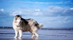 Аљаска маламут (фото): импресивно куче за активни семејства