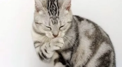 Алергии на мачки: како се манифестира и третира