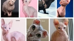 Алергија на bald мачки: зошто се појавува и како да се лекува