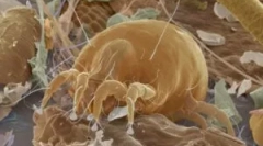 Алергија на прашина