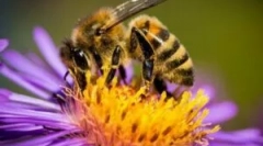 Пчела залак алергија