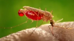 Алергија на каснувања од комарци