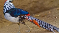 Дијамант феазан