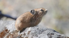 Алтај храна