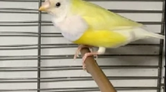 Амадини за нега и одржување дома